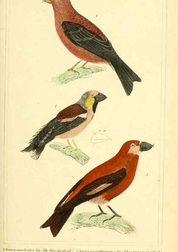 Reproducción/Reproduction 6026179402: The animal kingdom, arranged according to its organization, serving as a foundation for the natural history of animals. v.1 plates. London :G. Henderson,1834-1837