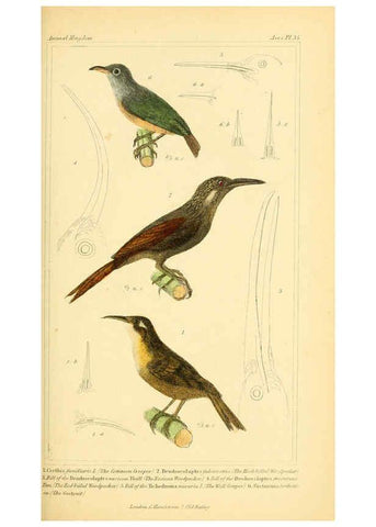 Reproducción/Reproduction 6025623485: The animal kingdom, arranged according to its organization, serving as a foundation for the natural history of animals. v.1 plates. London :G. Henderson,1834-1837