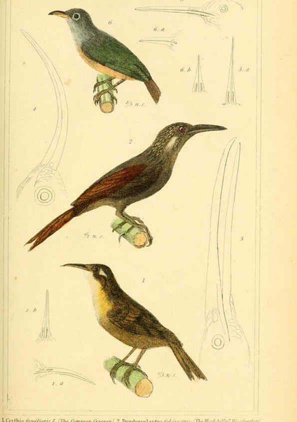 Reproducción/Reproduction 6025623485: The animal kingdom, arranged according to its organization, serving as a foundation for the natural history of animals. v.1 plates. London :G. Henderson,1834-1837