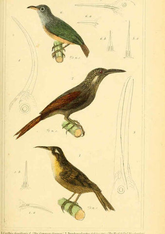 Reproducción/Reproduction 6025623485: The animal kingdom, arranged according to its organization, serving as a foundation for the natural history of animals. v.1 plates. London :G. Henderson,1834-1837
