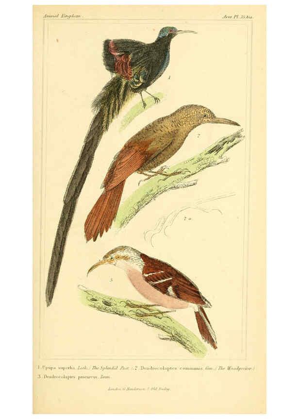 Reproducción/Reproduction 6026179932: The animal kingdom, arranged according to its organization, serving as a foundation for the natural history of animals. v.1 plates. London :G. Henderson,1834-1837