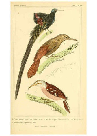 Reproducción/Reproduction 6026179932: The animal kingdom, arranged according to its organization, serving as a foundation for the natural history of animals. v.1 plates. London :G. Henderson,1834-1837