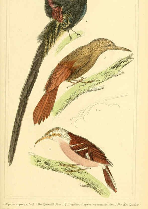 Reproducción/Reproduction 6026179932: The animal kingdom, arranged according to its organization, serving as a foundation for the natural history of animals. v.1 plates. London :G. Henderson,1834-1837