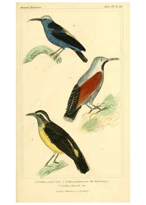 Reproducción/Reproduction 6025624077: The animal kingdom, arranged according to its organization, serving as a foundation for the natural history of animals. v.1 plates. London :G. Henderson,1834-1837