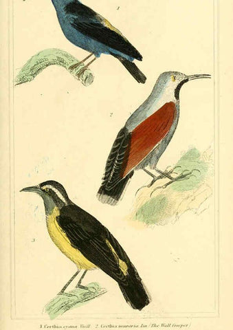 Reproducción/Reproduction 6025624077: The animal kingdom, arranged according to its organization, serving as a foundation for the natural history of animals. v.1 plates. London :G. Henderson,1834-1837