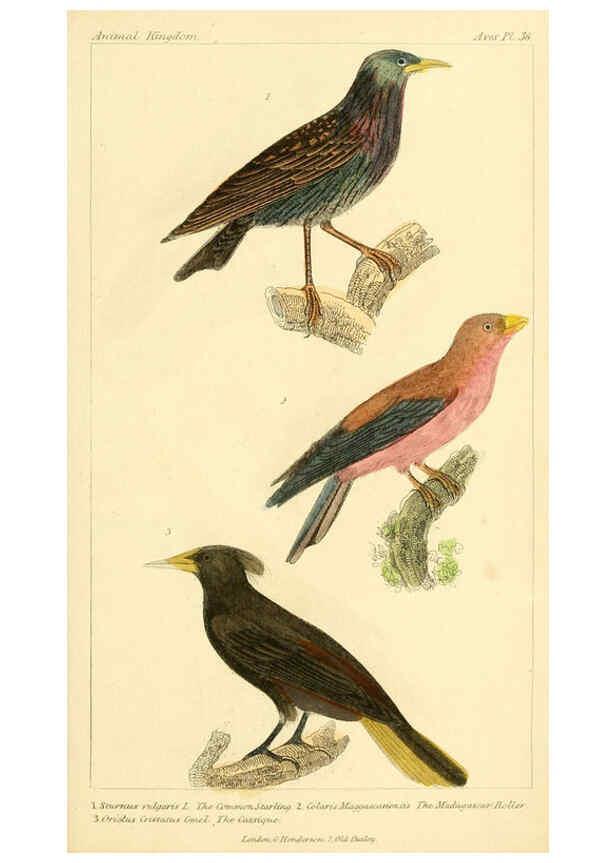 Reproducción/Reproduction 6026180504: The animal kingdom, arranged according to its organization, serving as a foundation for the natural history of animals. v.1 plates. London :G. Henderson,1834-1837