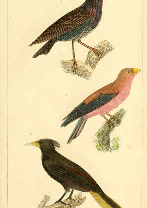 Reproducción/Reproduction 6026180504: The animal kingdom, arranged according to its organization, serving as a foundation for the natural history of animals. v.1 plates. London :G. Henderson,1834-1837