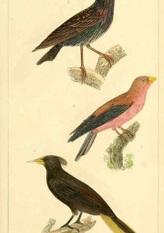 Reproducción/Reproduction 6026180504: The animal kingdom, arranged according to its organization, serving as a foundation for the natural history of animals. v.1 plates. London :G. Henderson,1834-1837