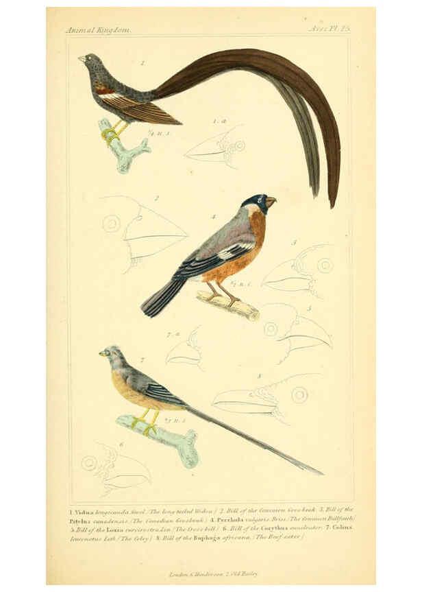 Reproducción/Reproduction 6026175362: The animal kingdom, arranged according to its organization, serving as a foundation for the natural history of animals. v.1 plates. London :G. Henderson,1834-1837