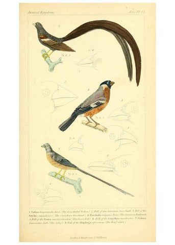 Reproducción/Reproduction 6026175362: The animal kingdom, arranged according to its organization, serving as a foundation for the natural history of animals. v.1 plates. London :G. Henderson,1834-1837