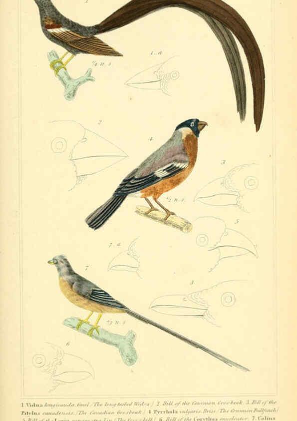 Reproducción/Reproduction 6026175362: The animal kingdom, arranged according to its organization, serving as a foundation for the natural history of animals. v.1 plates. London :G. Henderson,1834-1837