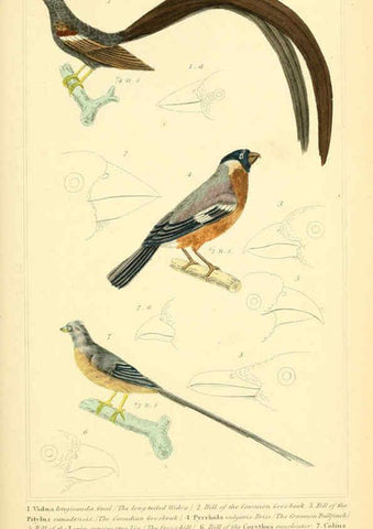 Reproducción/Reproduction 6026175362: The animal kingdom, arranged according to its organization, serving as a foundation for the natural history of animals. v.1 plates. London :G. Henderson,1834-1837