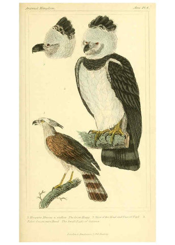 Reproducción/Reproduction 6025611737: The animal kingdom, arranged according to its organization, serving as a foundation for the natural history of animals. v.1 plates. London :G. Henderson,1834-1837