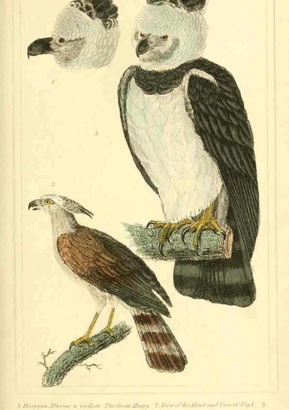 Reproducción/Reproduction 6025611737: The animal kingdom, arranged according to its organization, serving as a foundation for the natural history of animals. v.1 plates. London :G. Henderson,1834-1837