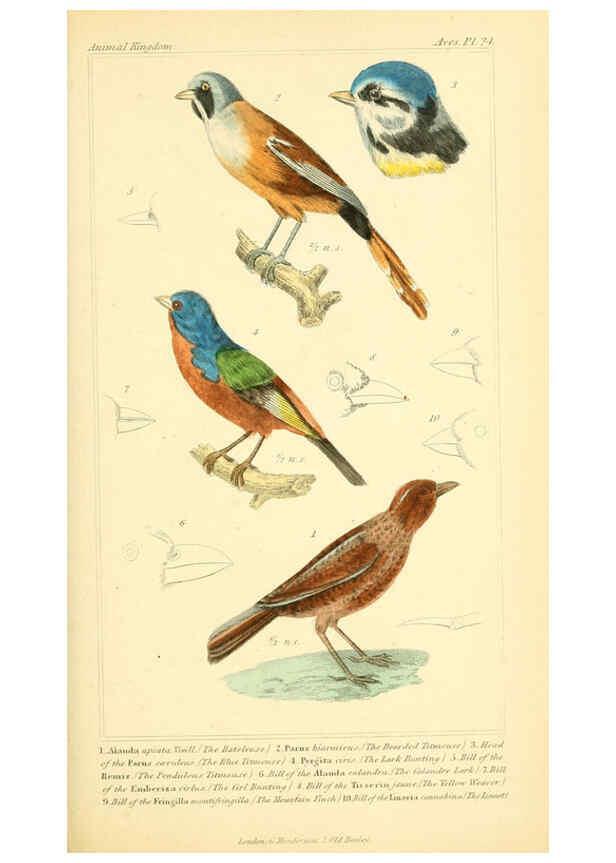 Reproducción/Reproduction 6026175004: The animal kingdom, arranged according to its organization, serving as a foundation for the natural history of animals. v.1 plates. London :G. Henderson,1834-1837