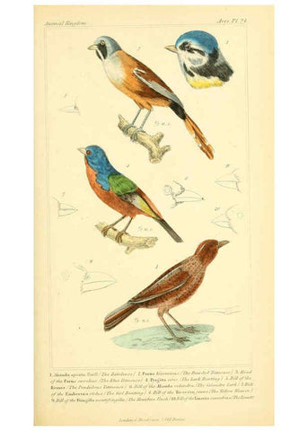 Reproducción/Reproduction 6026175004: The animal kingdom, arranged according to its organization, serving as a foundation for the natural history of animals. v.1 plates. London :G. Henderson,1834-1837