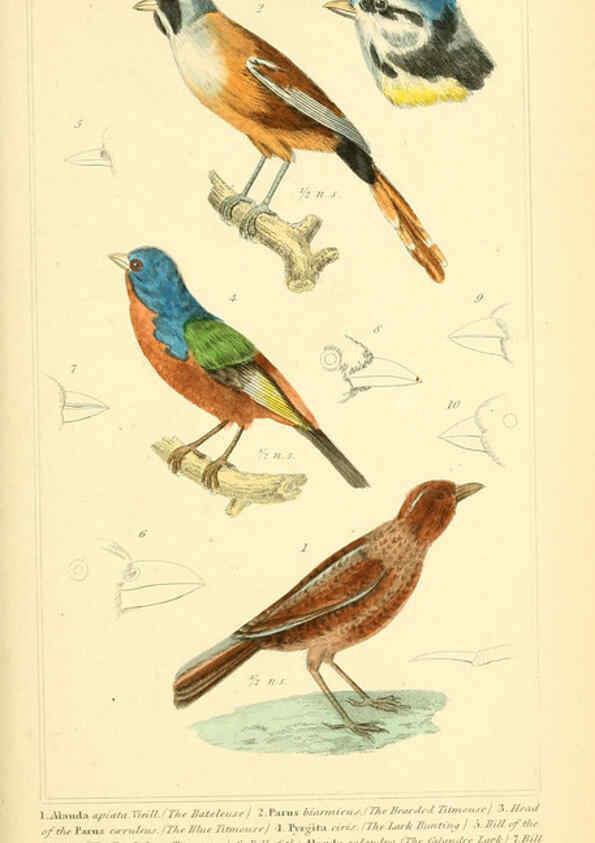 Reproducción/Reproduction 6026175004: The animal kingdom, arranged according to its organization, serving as a foundation for the natural history of animals. v.1 plates. London :G. Henderson,1834-1837