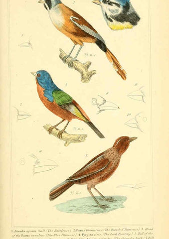 Reproducción/Reproduction 6026175004: The animal kingdom, arranged according to its organization, serving as a foundation for the natural history of animals. v.1 plates. London :G. Henderson,1834-1837