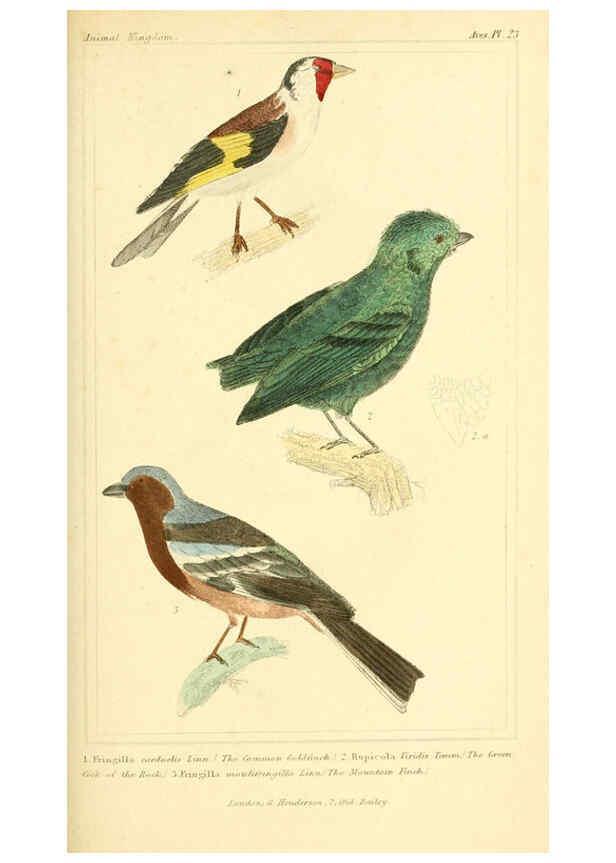 Reproducción/Reproduction 6025617807: The animal kingdom, arranged according to its organization, serving as a foundation for the natural history of animals. v.1 plates. London :G. Henderson,1834-1837