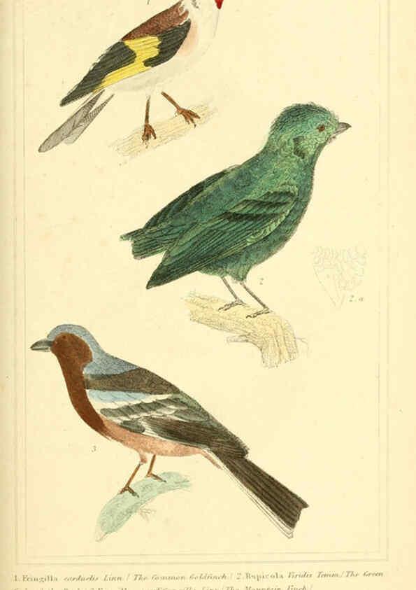 Reproducción/Reproduction 6025617807: The animal kingdom, arranged according to its organization, serving as a foundation for the natural history of animals. v.1 plates. London :G. Henderson,1834-1837