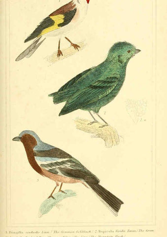 Reproducción/Reproduction 6025617807: The animal kingdom, arranged according to its organization, serving as a foundation for the natural history of animals. v.1 plates. London :G. Henderson,1834-1837