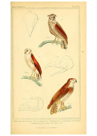 Reproducción/Reproduction 6026168446: The animal kingdom, arranged according to its organization, serving as a foundation for the natural history of animals. v.1 plates. London :G. Henderson,1834-1837
