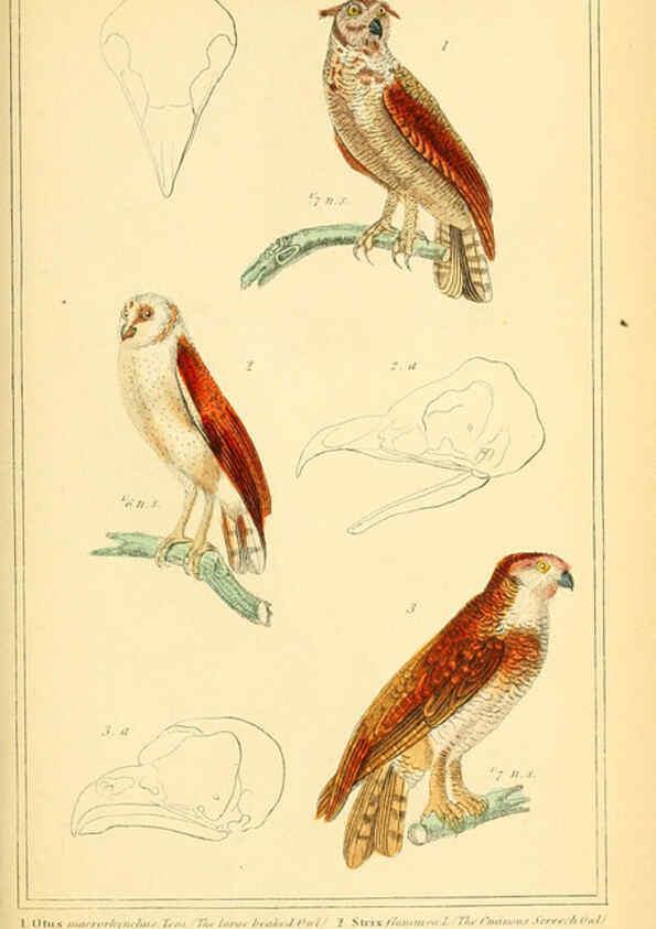 Reproducción/Reproduction 6026168446: The animal kingdom, arranged according to its organization, serving as a foundation for the natural history of animals. v.1 plates. London :G. Henderson,1834-1837