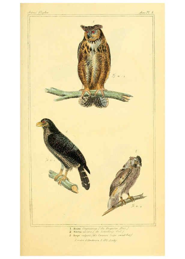 Reproducción/Reproduction 6025612669: The animal kingdom, arranged according to its organization, serving as a foundation for the natural history of animals. v.1 plates. London :G. Henderson,1834-1837