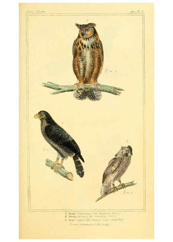 Reproducción/Reproduction 6025612669: The animal kingdom, arranged according to its organization, serving as a foundation for the natural history of animals. v.1 plates. London :G. Henderson,1834-1837
