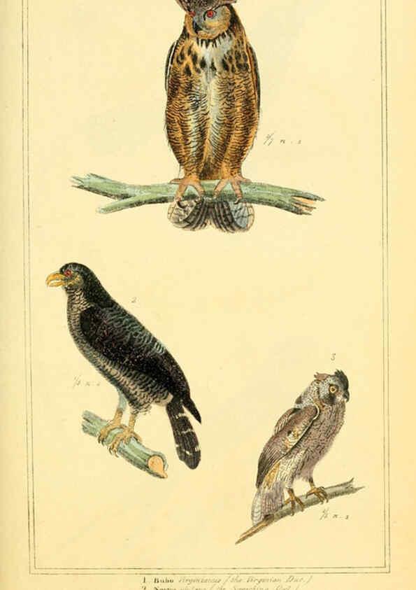Reproducción/Reproduction 6025612669: The animal kingdom, arranged according to its organization, serving as a foundation for the natural history of animals. v.1 plates. London :G. Henderson,1834-1837