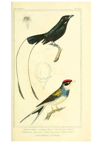 Reproducción/Reproduction 6025612905: The animal kingdom, arranged according to its organization, serving as a foundation for the natural history of animals. v.1 plates. London :G. Henderson,1834-1837