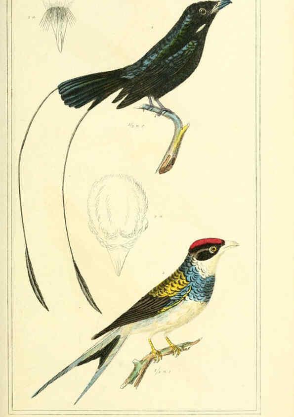 Reproducción/Reproduction 6025612905: The animal kingdom, arranged according to its organization, serving as a foundation for the natural history of animals. v.1 plates. London :G. Henderson,1834-1837