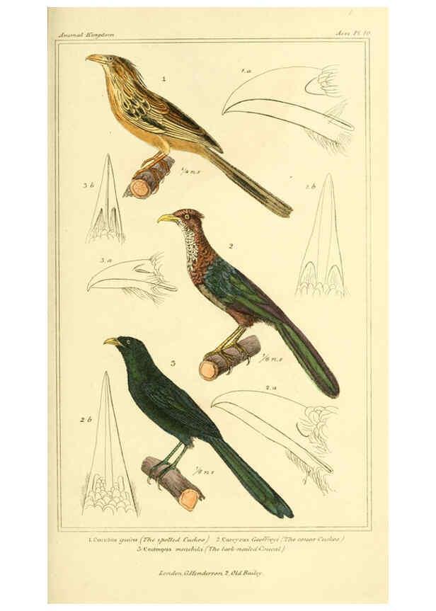 Reproducción/Reproduction 6025613243: The animal kingdom, arranged according to its organization, serving as a foundation for the natural history of animals. v.1 plates. London :G. Henderson,1834-1837
