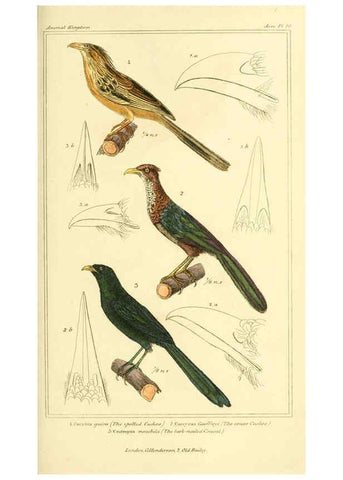 Reproducción/Reproduction 6025613243: The animal kingdom, arranged according to its organization, serving as a foundation for the natural history of animals. v.1 plates. London :G. Henderson,1834-1837