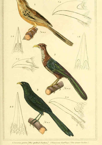 Reproducción/Reproduction 6025613243: The animal kingdom, arranged according to its organization, serving as a foundation for the natural history of animals. v.1 plates. London :G. Henderson,1834-1837