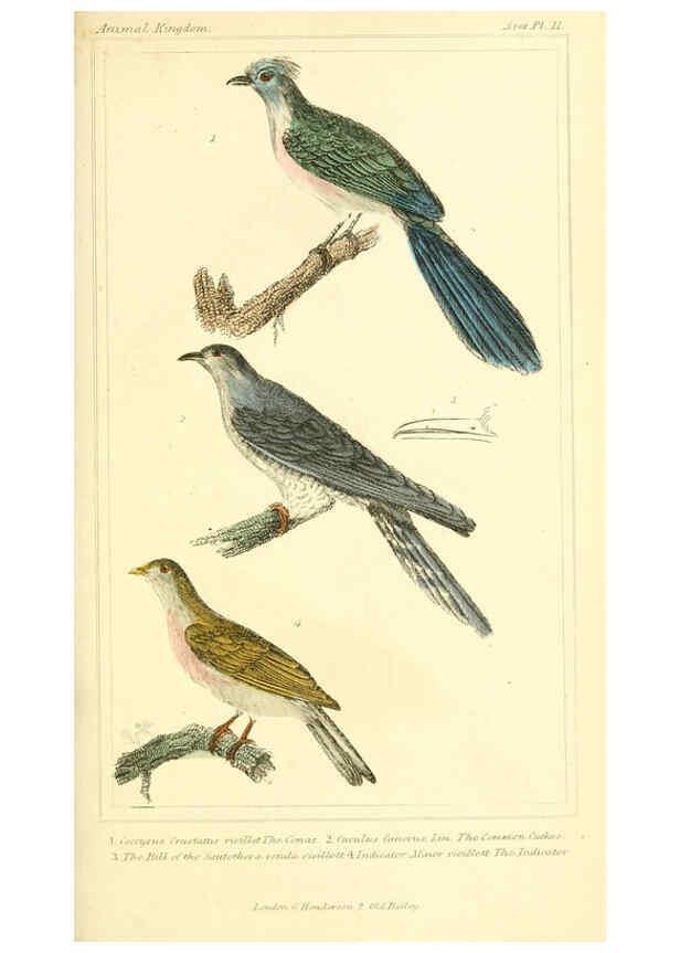 Reproducción/Reproduction 6025613759: The animal kingdom, arranged according to its organization, serving as a foundation for the natural history of animals. v.1 plates. London :G. Henderson,1834-1837