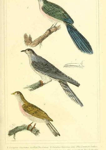 Reproducción/Reproduction 6025613759: The animal kingdom, arranged according to its organization, serving as a foundation for the natural history of animals. v.1 plates. London :G. Henderson,1834-1837