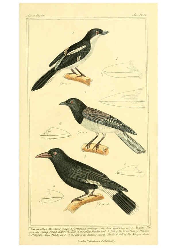 Reproducción/Reproduction 6025614005: The animal kingdom, arranged according to its organization, serving as a foundation for the natural history of animals. v.1 plates. London :G. Henderson,1834-1837