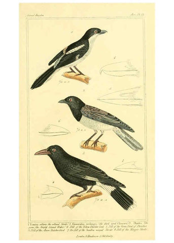 Reproducción/Reproduction 6025614005: The animal kingdom, arranged according to its organization, serving as a foundation for the natural history of animals. v.1 plates. London :G. Henderson,1834-1837