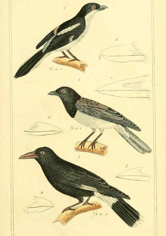 Reproducción/Reproduction 6025614005: The animal kingdom, arranged according to its organization, serving as a foundation for the natural history of animals. v.1 plates. London :G. Henderson,1834-1837
