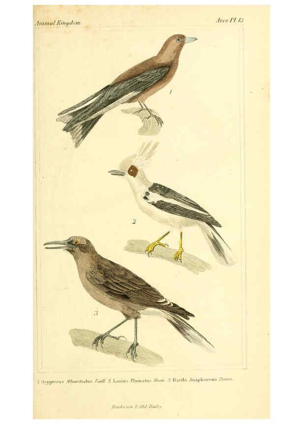 Reproducción/Reproduction 6026170436: The animal kingdom, arranged according to its organization, serving as a foundation for the natural history of animals. v.1 plates. London :G. Henderson,1834-1837