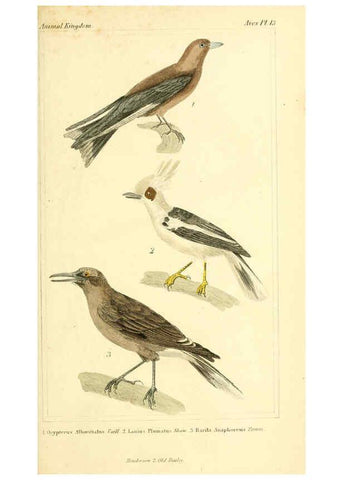 Reproducción/Reproduction 6026170436: The animal kingdom, arranged according to its organization, serving as a foundation for the natural history of animals. v.1 plates. London :G. Henderson,1834-1837