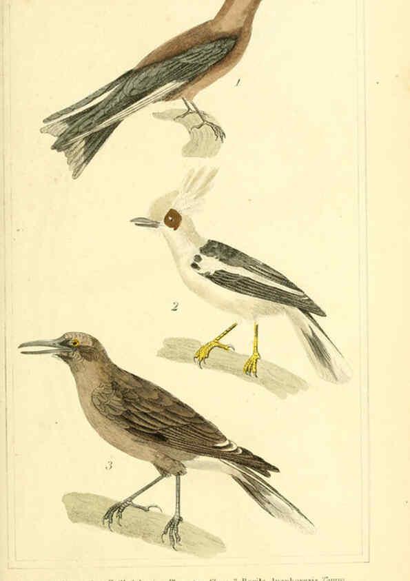 Reproducción/Reproduction 6026170436: The animal kingdom, arranged according to its organization, serving as a foundation for the natural history of animals. v.1 plates. London :G. Henderson,1834-1837