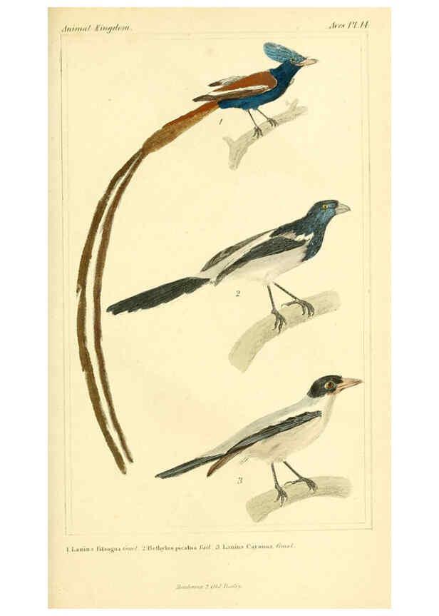 Reproducción/Reproduction 6025614561: The animal kingdom, arranged according to its organization, serving as a foundation for the natural history of animals. v.1 plates. London :G. Henderson,1834-1837