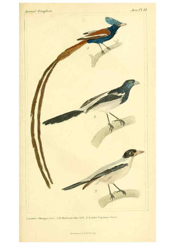 Reproducción/Reproduction 6025614561: The animal kingdom, arranged according to its organization, serving as a foundation for the natural history of animals. v.1 plates. London :G. Henderson,1834-1837