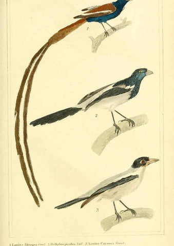 Reproducción/Reproduction 6025614561: The animal kingdom, arranged according to its organization, serving as a foundation for the natural history of animals. v.1 plates. London :G. Henderson,1834-1837