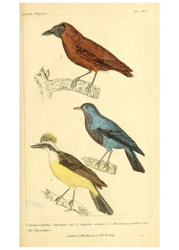 Reproducción/Reproduction 6026170924: The animal kingdom, arranged according to its organization, serving as a foundation for the natural history of animals. v.1 plates. London :G. Henderson,1834-1837