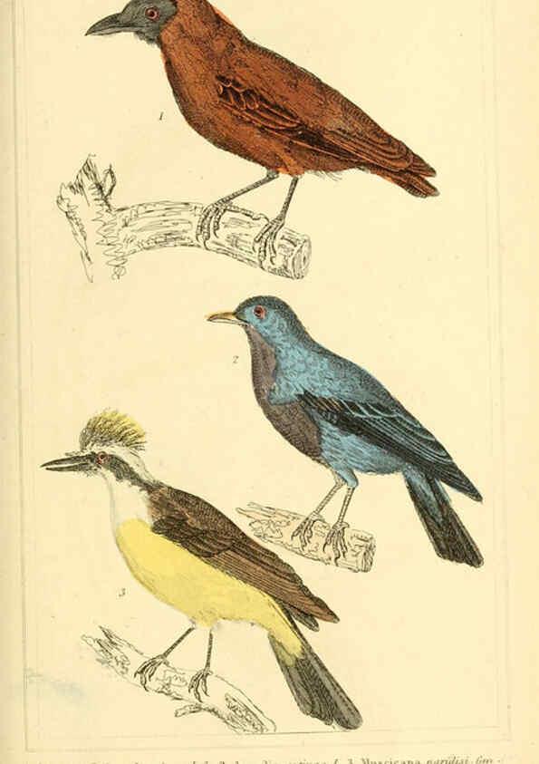 Reproducción/Reproduction 6026170924: The animal kingdom, arranged according to its organization, serving as a foundation for the natural history of animals. v.1 plates. London :G. Henderson,1834-1837