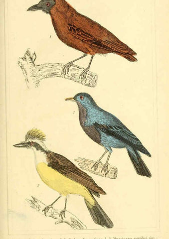 Reproducción/Reproduction 6026170924: The animal kingdom, arranged according to its organization, serving as a foundation for the natural history of animals. v.1 plates. London :G. Henderson,1834-1837