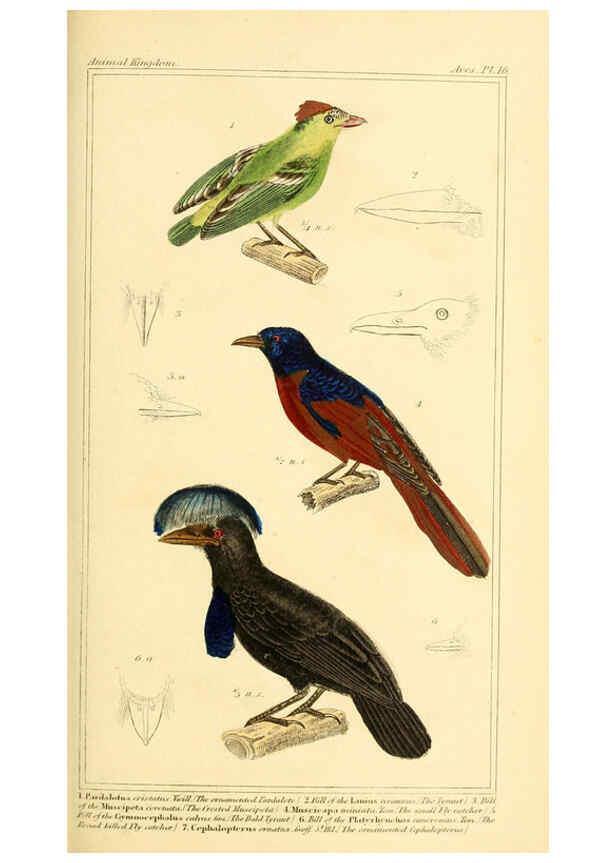 Reproducción/Reproduction 6026171176: The animal kingdom, arranged according to its organization, serving as a foundation for the natural history of animals. v.1 plates. London :G. Henderson,1834-1837